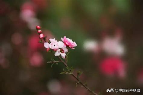 松紅梅花語|「識花」松紅梅